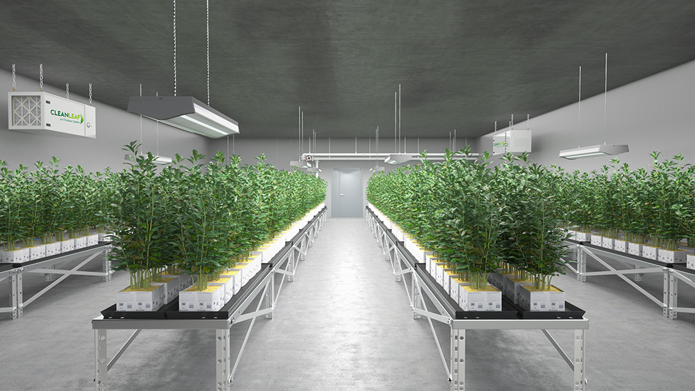 Air Filtration and Cannabis Cultivation cover image