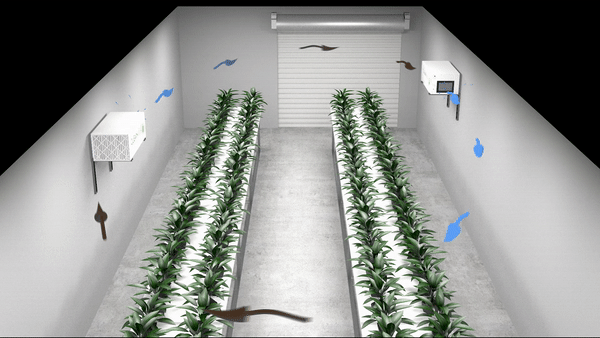 Racetrack air flow pattern in a cannabis grow room.