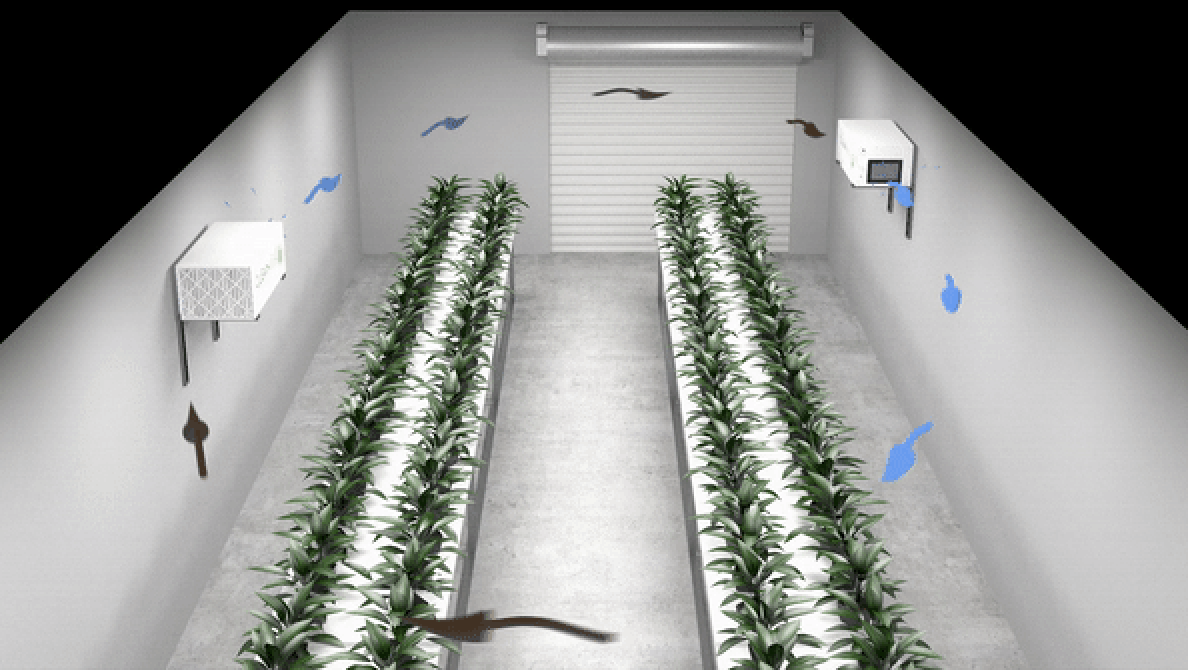 Racetrack air flow pattern in cannabis grow room.